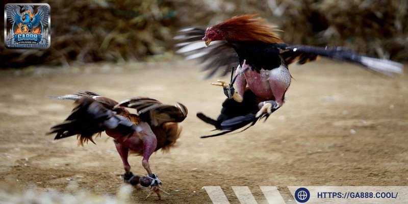 Chiến kê giống lại trong các trận đấu luôn thu hút đông đảo người chơi