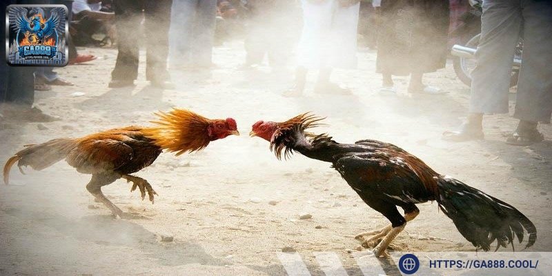 Đá gà nòi mang đến người chơi đa dạng các trận đấu siêu kịch tính