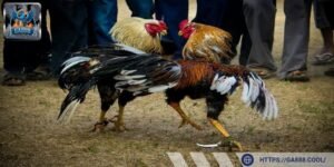 Phân tích chiến kê giúp người chơi lựa chọn kèo cược chính xác hơn