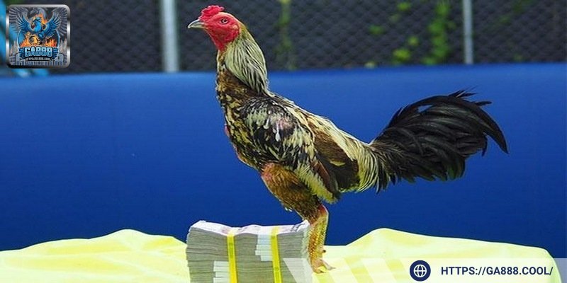 Quản lý vốn tốt giúp người chơi thắng lớn khi cá cược đá gà