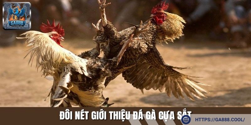 Gà đá cựa sắt - Loại hình cá cược cuốn hút cho người chơi Việt
