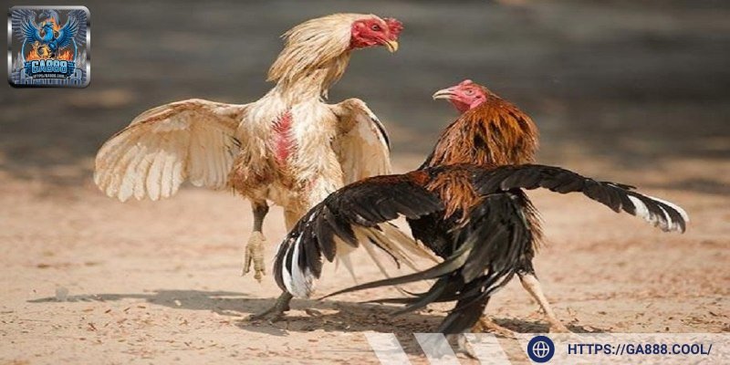 Đá gà online cực kỳ chuyên nghiệp