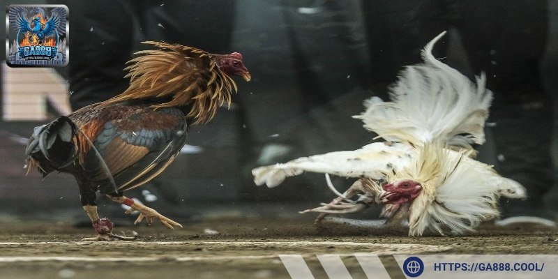 Chiến kê cựa sắt bùng nổ sức mạnh