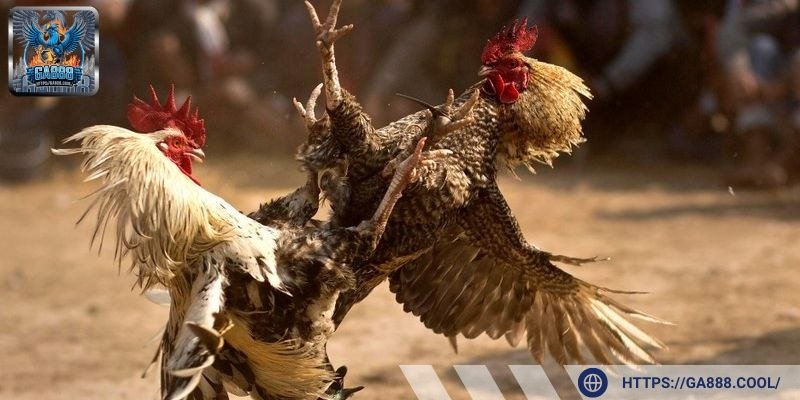 Đá gà online GA888 là một chuyên mục trọng điểm được đầu tư