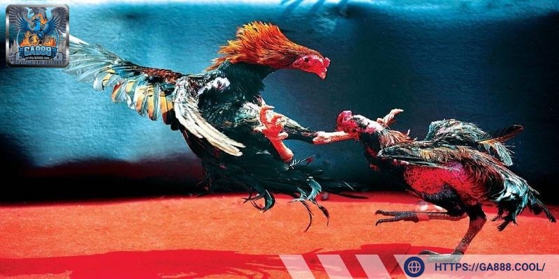 Đá gà online gà đòn mạnh mẽ, quyết đấu