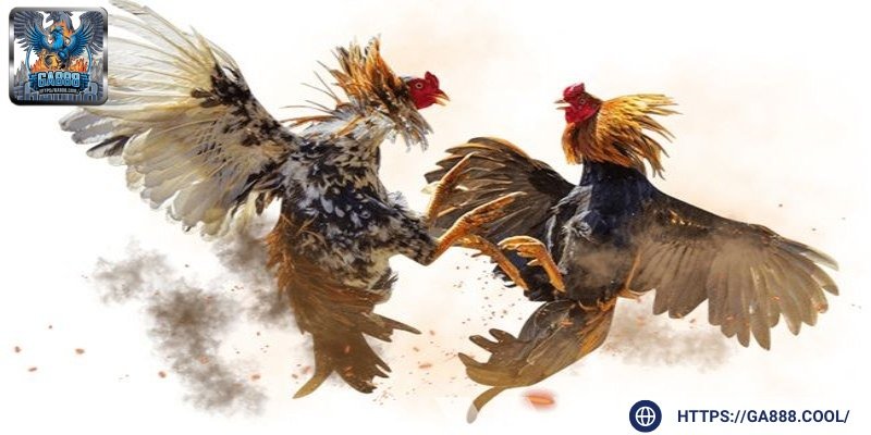 Hệ thống nhiều kèo ngon cho bạn săn thưởng