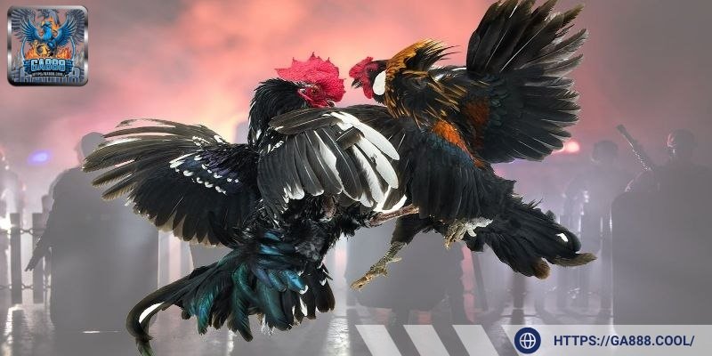 Đá gà online có những chiến kê cực kỳ mạnh mẽ