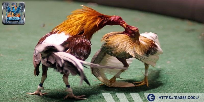 Luật và quy định cho người mới khi tham gia sân chơi chọi kê