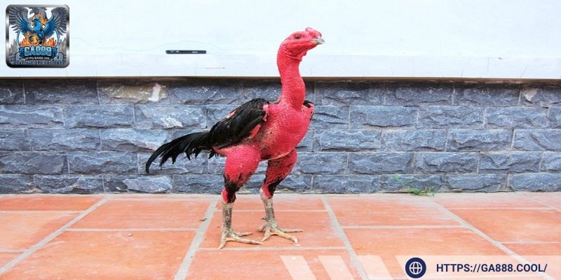 Thể hình rắn chắc là ưu điểm nổi giúp chiến kê Bình Định thắng lớn