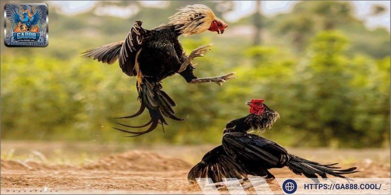 Khả năng thích nghi giúp chiến kê chiếm lợi thế khi đấu chọi