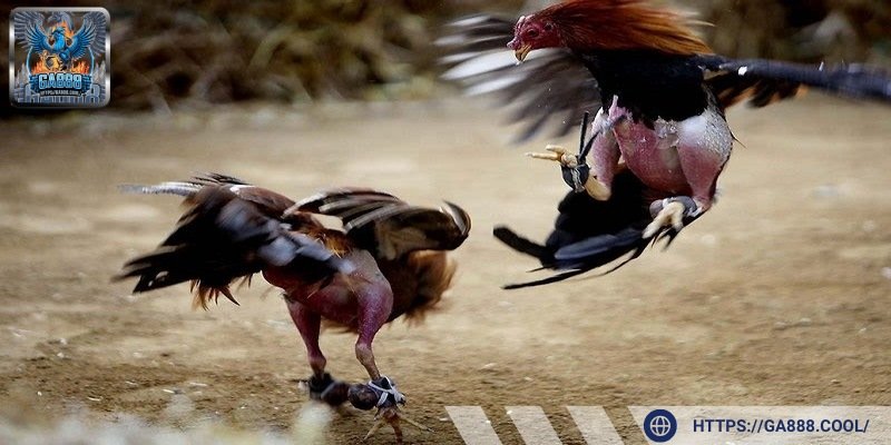 Chọn gà có thể lực tốt giúp người chơi tăng thêm khả năng thắng lớn