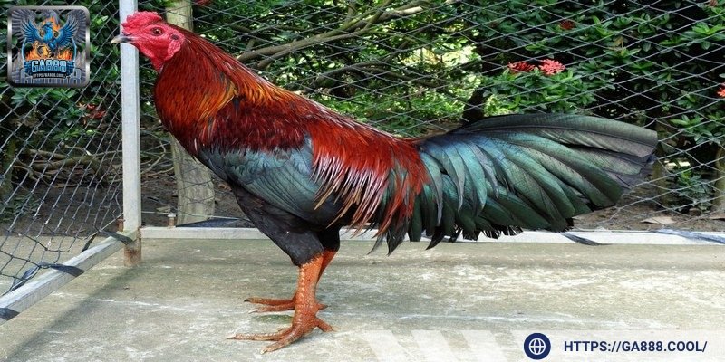 Gà đòn Thái Lan - Giống chọi có sức chiến đấu khủng tại các đấu trường