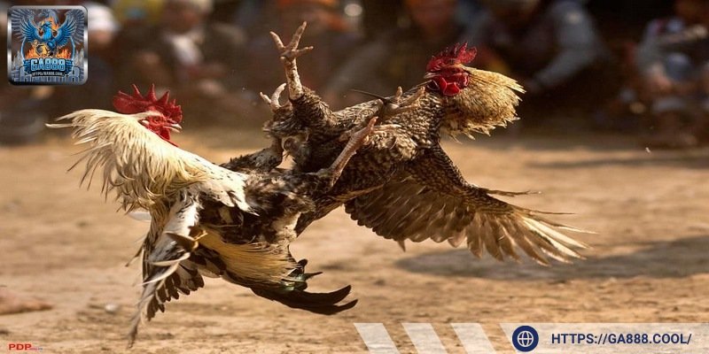 Khả năng chịu đòn cao giúp các chiến kê được yêu thích tại đấu trường