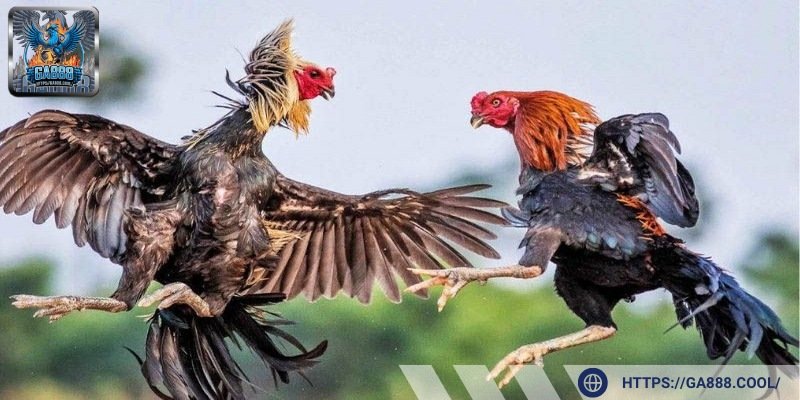 Kỹ thuật tốt giúp chiến kê mang về lợi nhuận cho người chơi cá cược