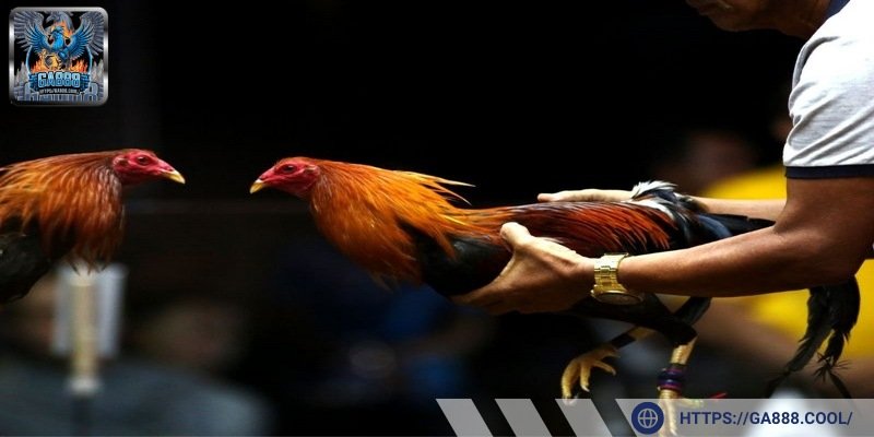 Chế độ dinh dưỡng tốt giúp các chiến kê gia tăng sức mạnh tiêu diệt đối thủ