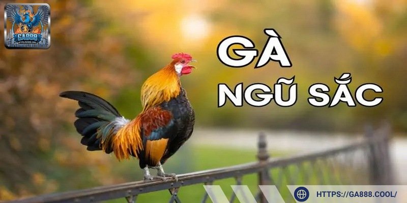 Gà ngũ sắc tạo nên sức hút cực lớn cho những trận đấu chọi kịch tính