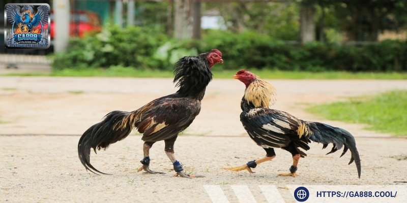 Theo dõi sức khỏe là bước quan trọng trong quá trình chăm sóc chiến kê