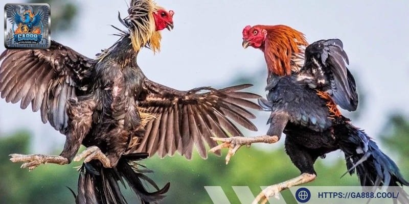 Tinh thần chiến đấu kiên cường là ưu điểm nổi bật của chiến kê khi chọi gà