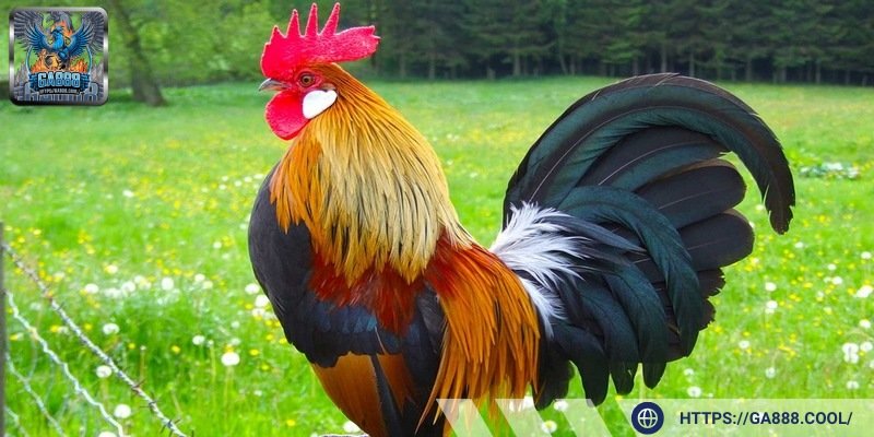 Ngoại hình bắt mắt giúp giống kê chiến ngũ sắc nổi bật trong các chiến trường