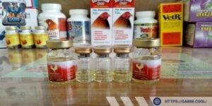 Digest Plus là lựa chọn hoàn hảo cho kê sư để chăm sóc sức khỏe gà chiến