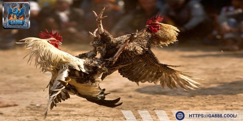 Tăng khả năng chịu đòn là ưu thế vượt trội khi sử dụng thuốc cho chiến kê