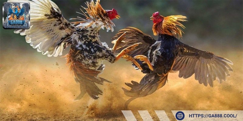 Tăng cường sinh lực giúp chiến kê tăng thêm sự dũng mãnh khi chiến đấu