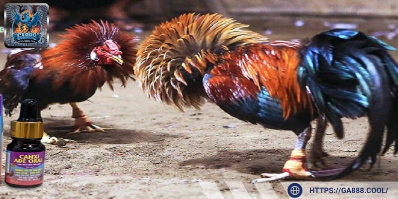 Thuốc bổ cho gà đá mang đến những ưu thế vượt trội cho các chiến kê