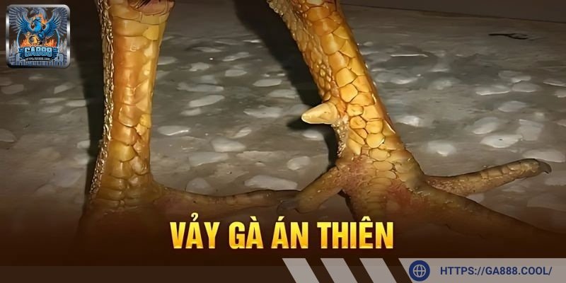 Vảy án thiên mang đến chiến kê sự dũng mãnh và những trận đấu đỉnh cao
