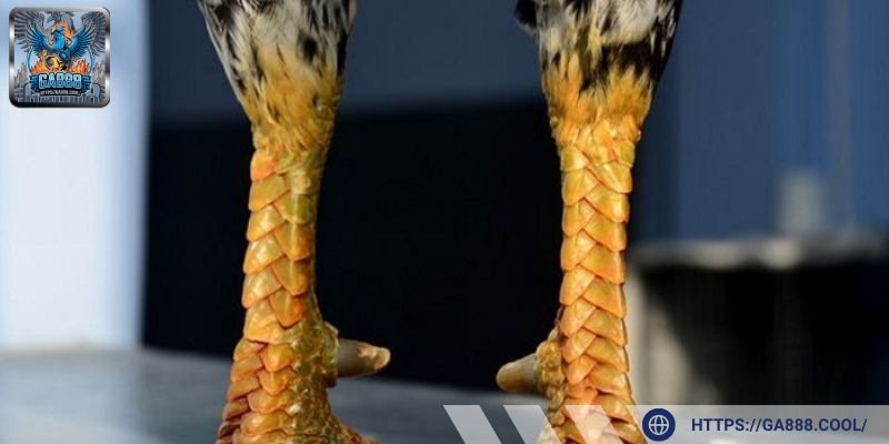 Chọn vảy đều khít là mẹo chọn chiến kê cực hay cho người chơi mới