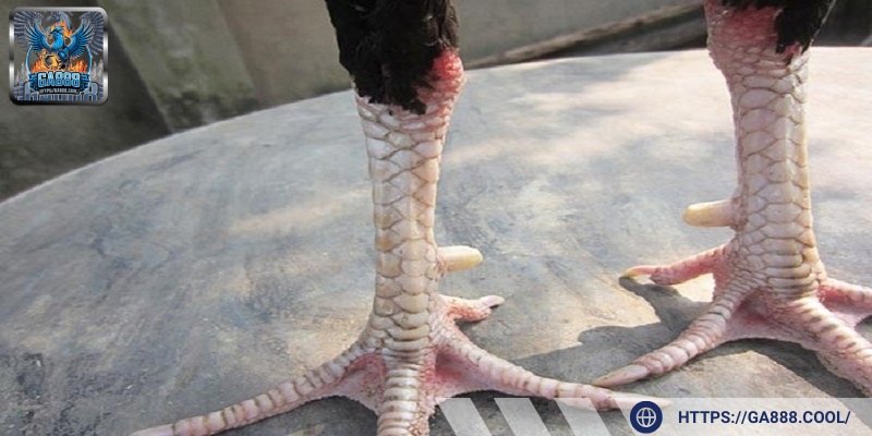 Quan sát độ bóng mịn là kinh nghiệm giúp người chơi lựa chọn chuẩn xác hơn