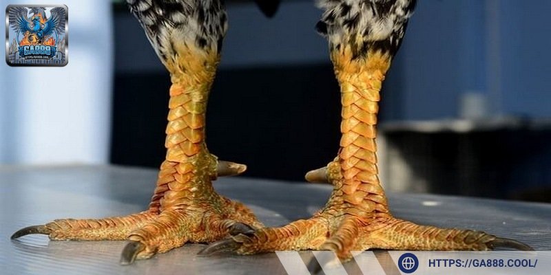 Vảy gà là gì - Câu hỏi thường gặp của người mới khi tham gia đá gà