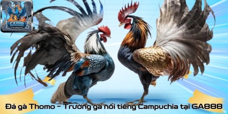 Đá gà Thomo – Trường gà nổi tiếng Campuchia tại GA888