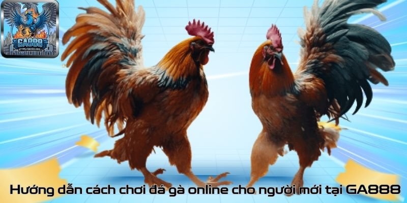 Hướng dẫn cách chơi đá gà online cho người mới tại GA888